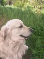 Misty, a female Golden Retriever for sale in Klamath Falls, OR – 4 of 5