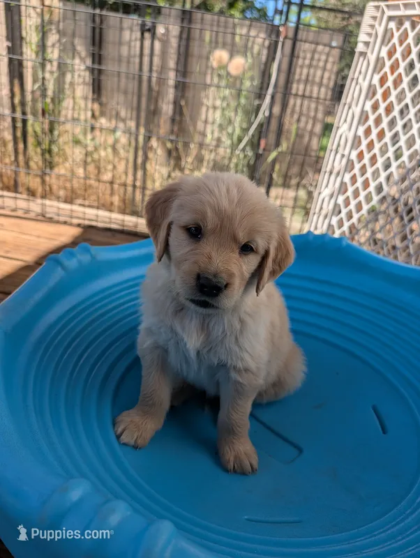 Leaf – Golden Retriever puppy on hold in Klamath Falls, OR