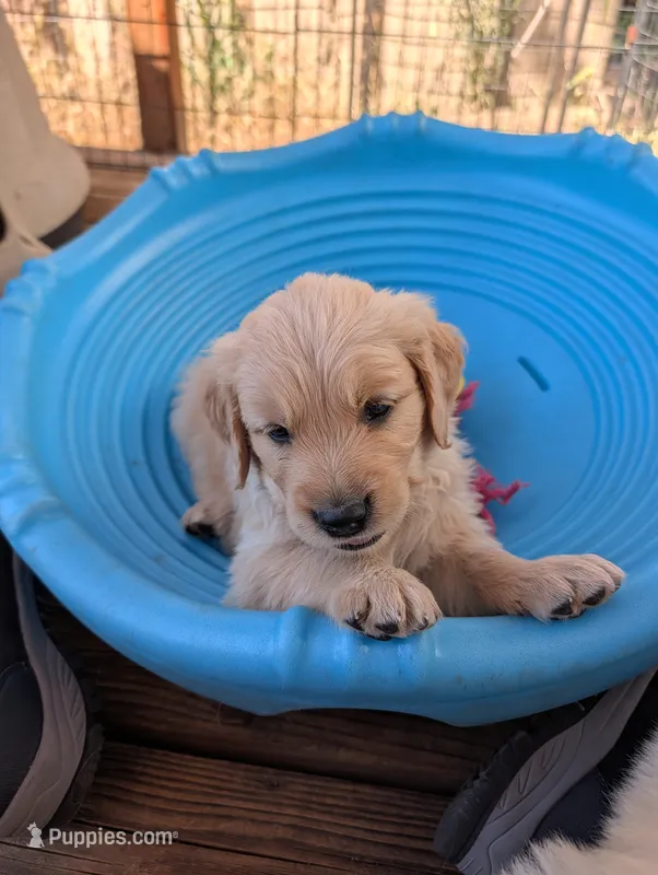 Stormy – Golden Retriever puppy on hold in Klamath Falls, OR