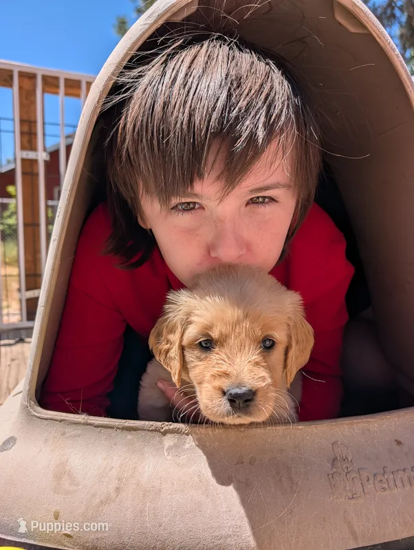 Misty – Golden Retriever puppy for sale in Klamath Falls, OR