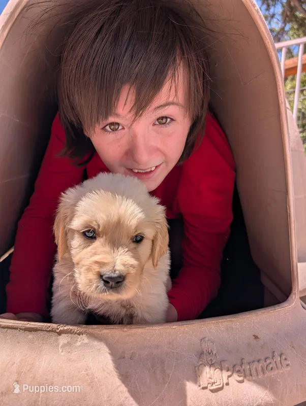 Gust – Golden Retriever puppy for sale in Klamath Falls, OR