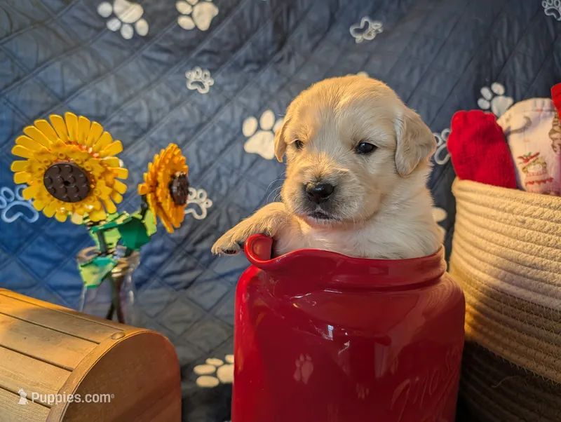Rain – Golden Retriever puppy for sale in Klamath Falls, OR