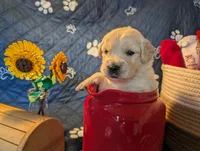 Rain, a male Golden Retriever for sale in Klamath Falls, OR – 1 of 5