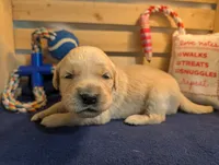 Stormy, a male Golden Retriever for sale in Klamath Falls, OR – 3 of 6