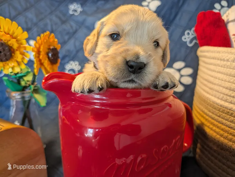 Sprinkle – Golden Retriever puppy for sale in Klamath Falls, OR