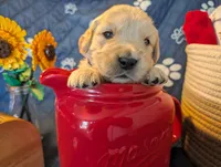Sprinkle, a male Golden Retriever for sale in Klamath Falls, OR – 1 of 5