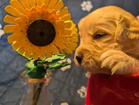 Droplet , a female Golden Retriever for sale in Klamath Falls, OR – 2 of 5