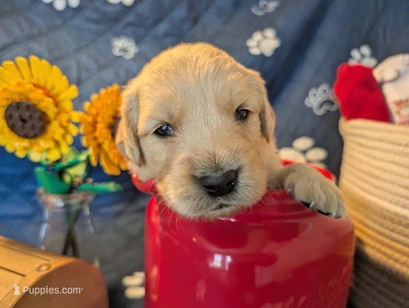 Stormy – Golden Retriever puppy for sale in Klamath Falls, OR