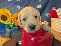 Stormy, a male Golden Retriever for sale in Klamath Falls, OR – 1 of 6