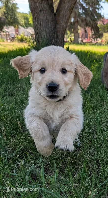 Sprinkle – Golden Retriever puppy for sale in Klamath Falls, OR