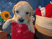 Star, a male Golden Retriever for sale in Klamath Falls, OR – 1 of 5
