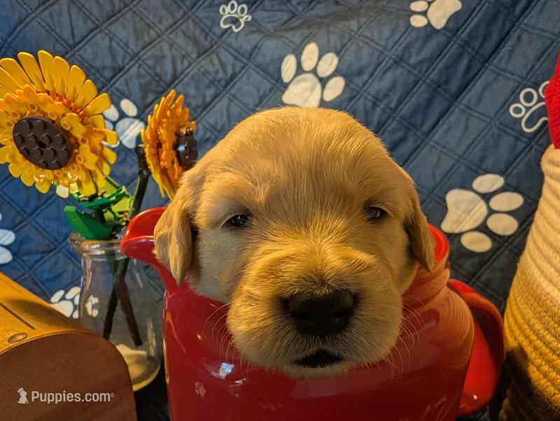 Droplet  – Golden Retriever puppy for sale in Klamath Falls, OR