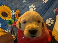 Droplet , a female Golden Retriever for sale in Klamath Falls, OR – 1 of 5