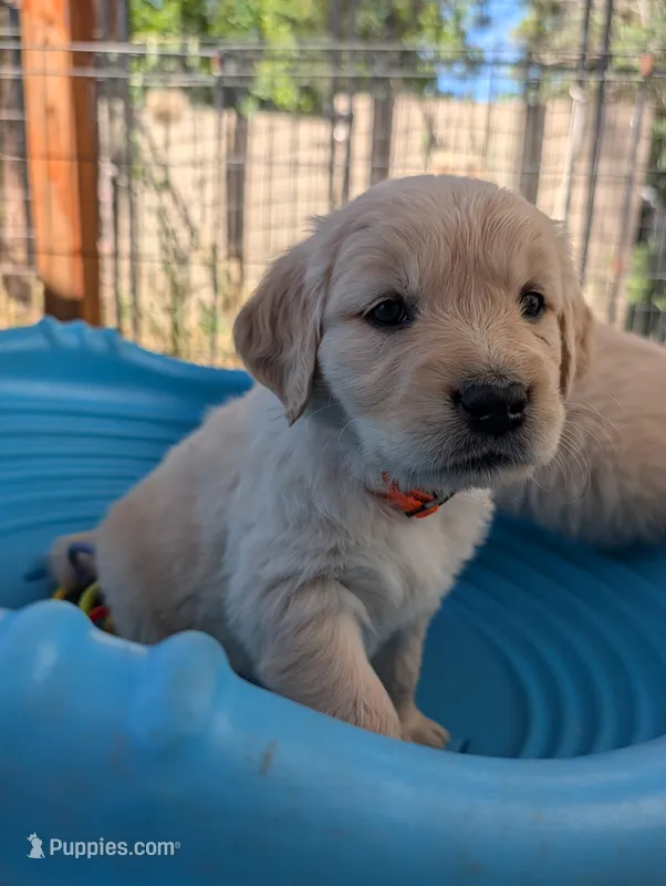 Blossom  – Golden Retriever puppy on hold in Klamath Falls, OR