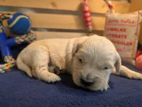 Blossom , a female Golden Retriever for sale in Klamath Falls, OR – 2 of 5