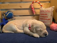 Breeze, a female Golden Retriever for sale in Klamath Falls, OR – 4 of 7