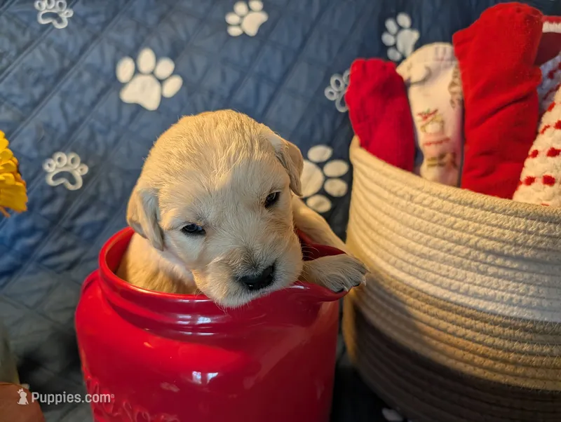 Blossom  – Golden Retriever puppy for sale in Klamath Falls, OR