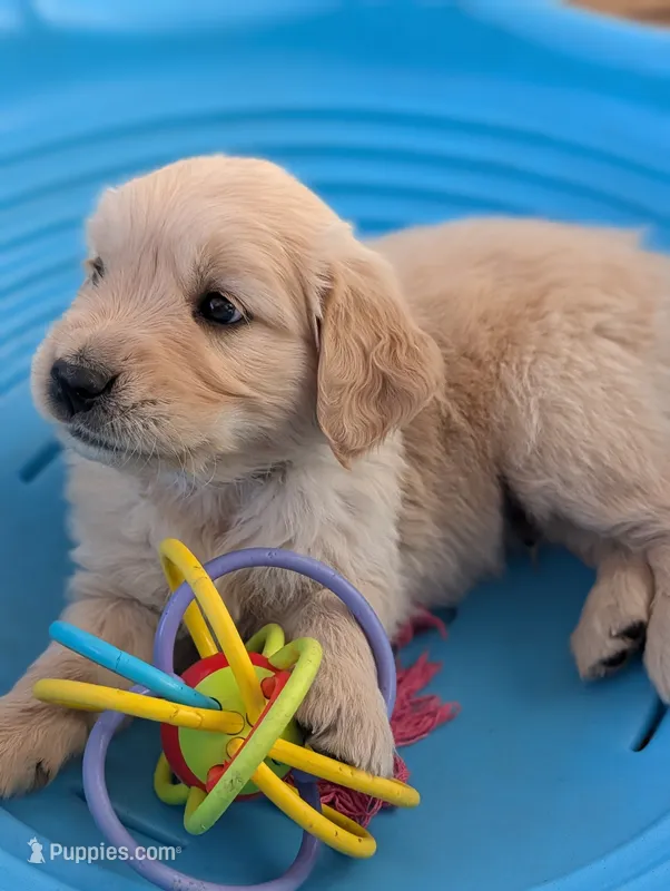 Sprinkle – Golden Retriever puppy for sale in Klamath Falls, OR