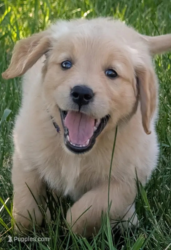 Misty – Golden Retriever puppy for sale in Klamath Falls, OR