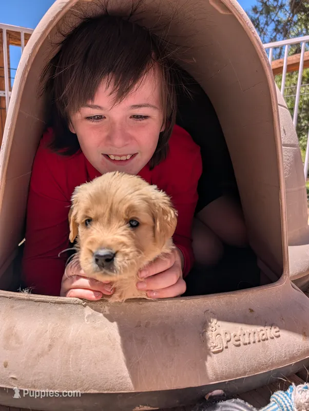 Sunshine – Golden Retriever puppy for sale in Klamath Falls, OR