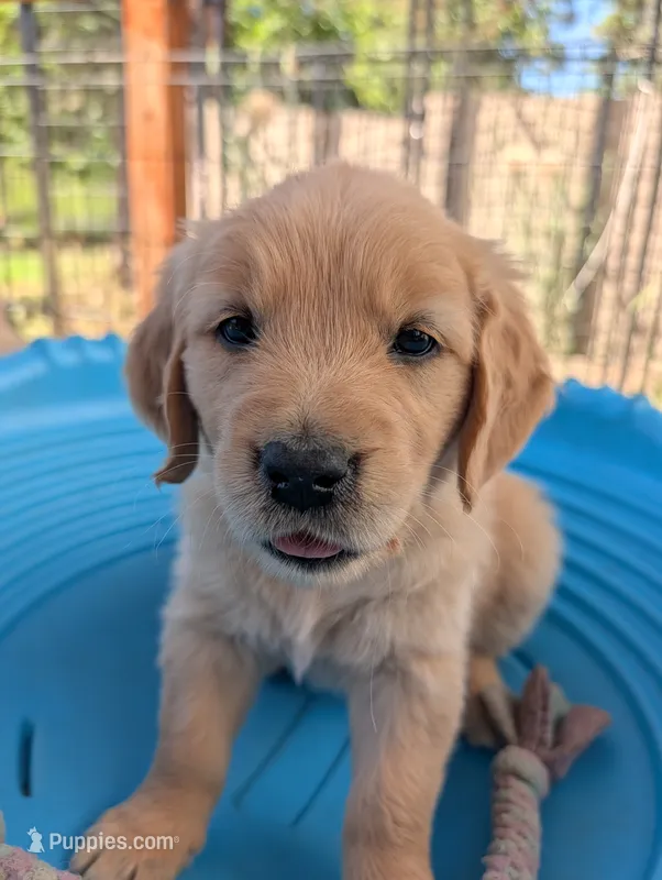Misty – Golden Retriever puppy for sale in Klamath Falls, OR
