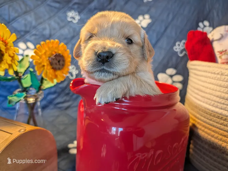 Sunshine – Golden Retriever puppy for sale in Klamath Falls, OR