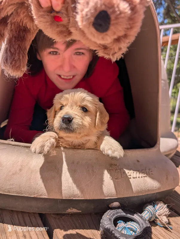 Droplet  – Golden Retriever puppy on hold in Klamath Falls, OR