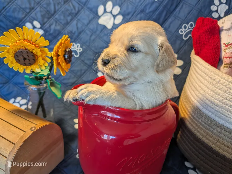 Gust – Golden Retriever puppy for sale in Klamath Falls, OR