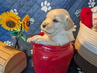 Gust, a male Golden Retriever for sale in Klamath Falls, OR – 1 of 5
