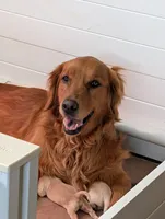 Gust, a male Golden Retriever for sale in Klamath Falls, OR – 5 of 5