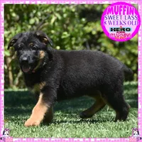 SWEET MUFFIN, a female German Shepherd Dog for sale in Murrieta, CA – 4 of 10