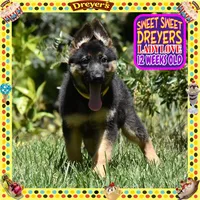 SWEET DREYERS, a female German Shepherd Dog for sale in Murrieta, CA – 6 of 9