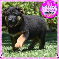 SWEET MUFFIN, a female German Shepherd Dog for sale in Murrieta, CA – 6 of 10