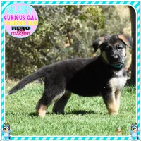 BEAUTIFUL BLUEY, a female German Shepherd Dog for sale in Murrieta, CA – 7 of 7