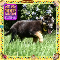 SWEET DREYERS, a female German Shepherd Dog for sale in Murrieta, CA – 8 of 9