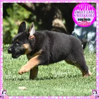 SWEET MUFFIN, a female German Shepherd Dog for sale in Murrieta, CA – 8 of 10