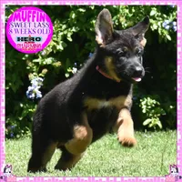 SWEET MUFFIN, a female German Shepherd Dog for sale in Murrieta, CA – 3 of 10