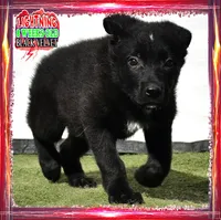 LIGHTNING, a female German Shepherd Dog for sale in Murrieta, CA – Photo 1 of 8