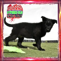 LIGHTNING, a female German Shepherd Dog for sale in Murrieta, CA – Photo 8 of 8