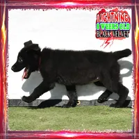 LIGHTNING, a female German Shepherd Dog for sale in Murrieta, CA – Photo 7 of 8