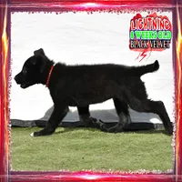 LIGHTNING, a female German Shepherd Dog for sale in Murrieta, CA – Photo 5 of 8