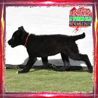 LIGHTNING, a female German Shepherd Dog for sale in Murrieta, CA – Photo 5 of 8