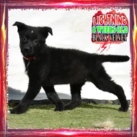 LIGHTNING, a female German Shepherd Dog for sale in Murrieta, CA – Photo 3 of 8