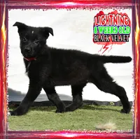 LIGHTNING, a female German Shepherd Dog for sale in Murrieta, CA – Photo 3 of 8