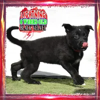 LIGHTNING, a female German Shepherd Dog for sale in Murrieta, CA – Photo 4 of 8