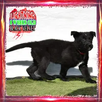 LIGHTNING, a female German Shepherd Dog for sale in Murrieta, CA – Photo 6 of 8