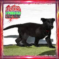 LIGHTNING, a female German Shepherd Dog for sale in Murrieta, CA – Photo 6 of 8