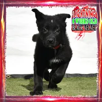 LIGHTNING, a female German Shepherd Dog for sale in Murrieta, CA – Photo 2 of 8