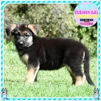 BEAUTIFUL BLUEY, a female German Shepherd Dog for sale in Murrieta, CA – 2 of 7