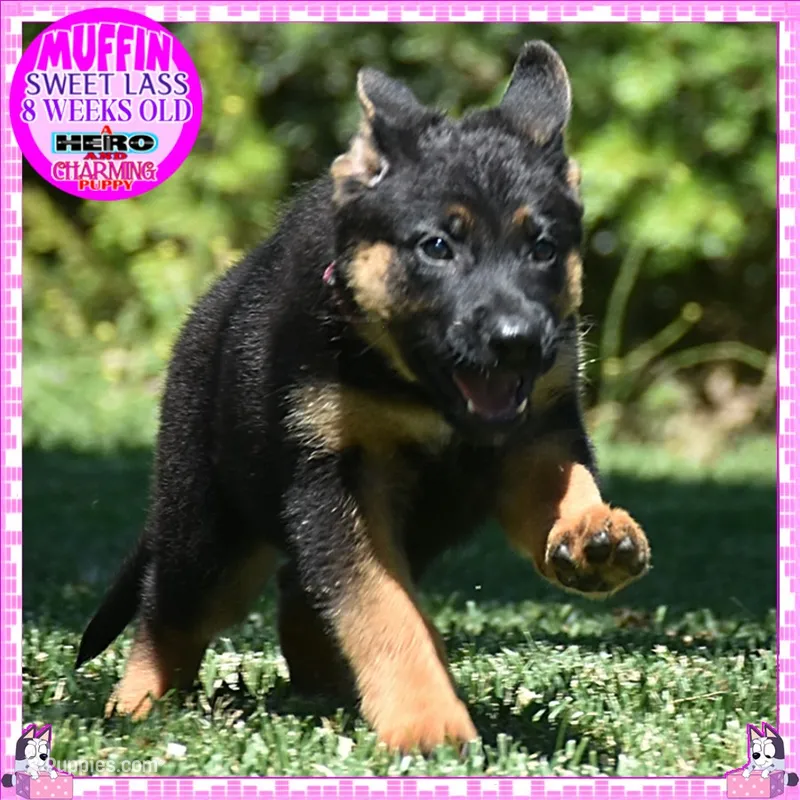 SWEET MUFFIN – German Shepherd Dog puppy for sale in Murrieta, CA